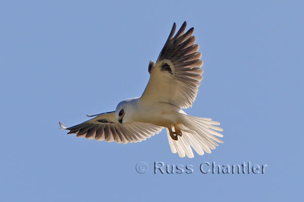 White-tailed Kite © Russ Chantler